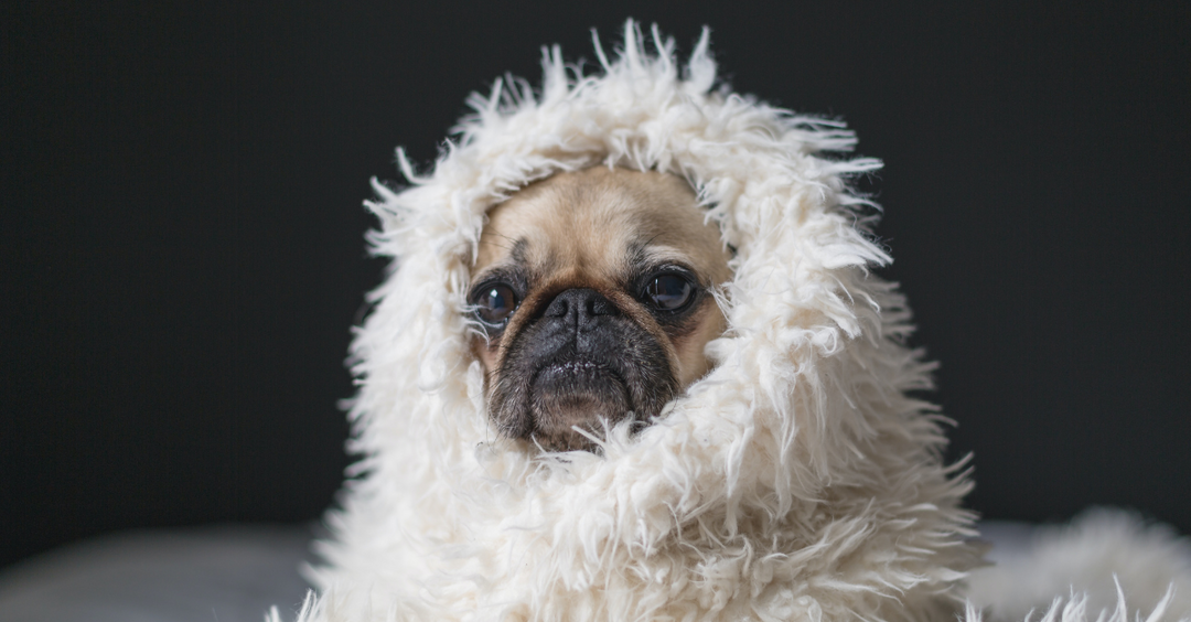 Bundling Up Your Furry Friend: The Science Behind Keeping Your Dog Warm